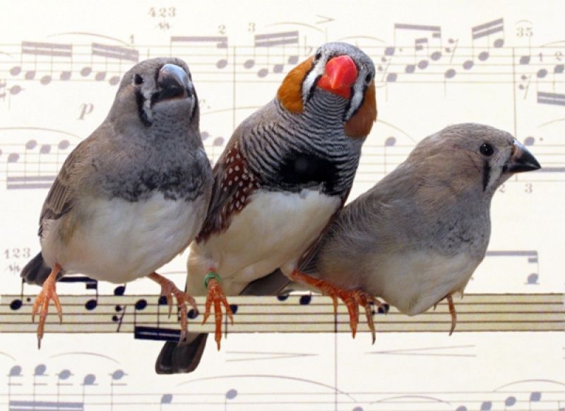 Los pájaros aprenden a píar como los niños a hablar, balbuceando