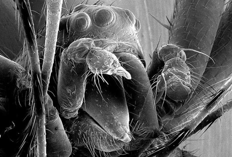 Las arañas castradas son mejores guerreras