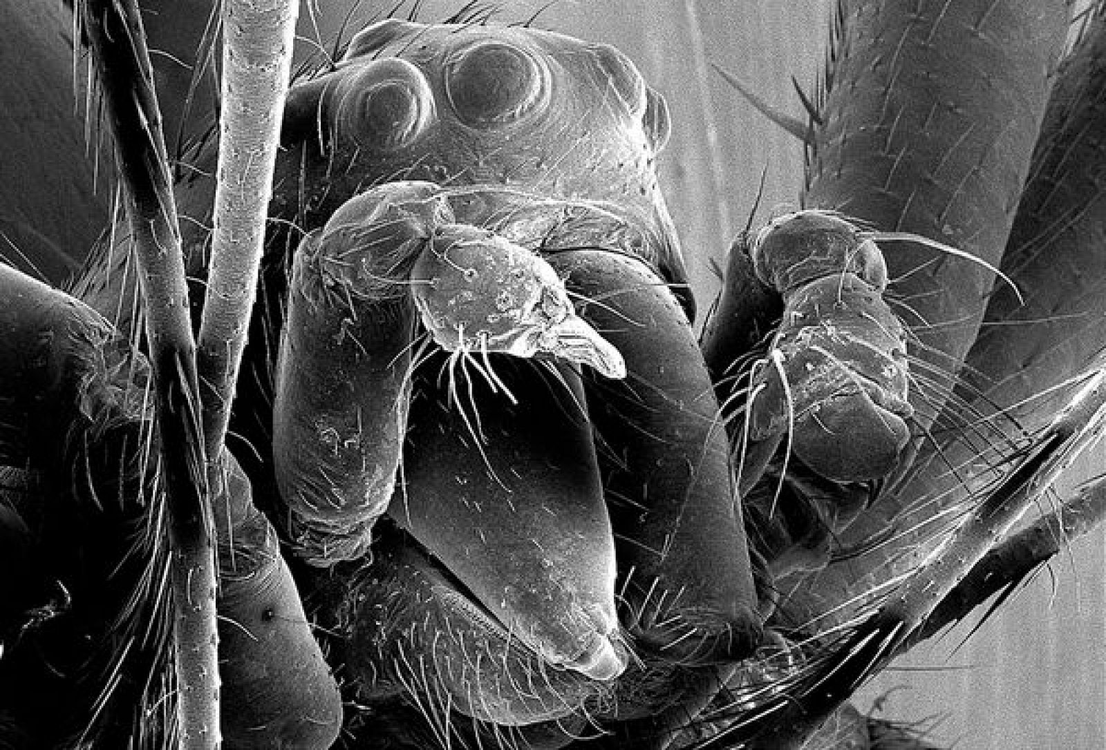 Las arañas castradas, sin futuro reproductivo, no tienen nada que perder y son más agresivas