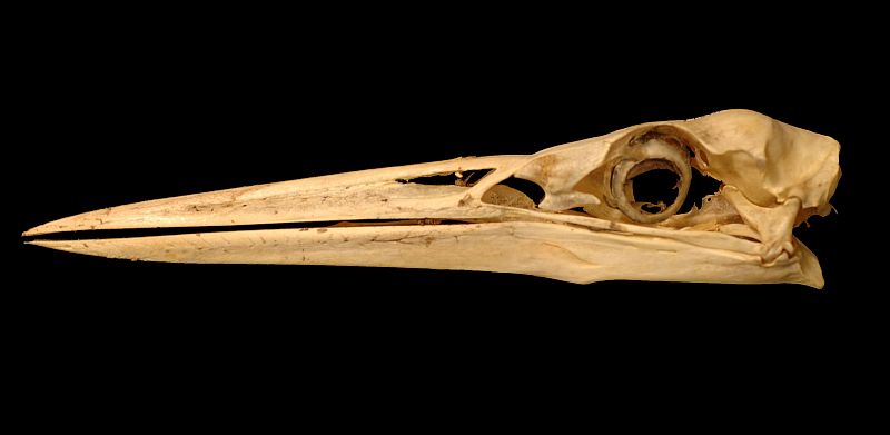 Los dinosaurios también salían por la noche