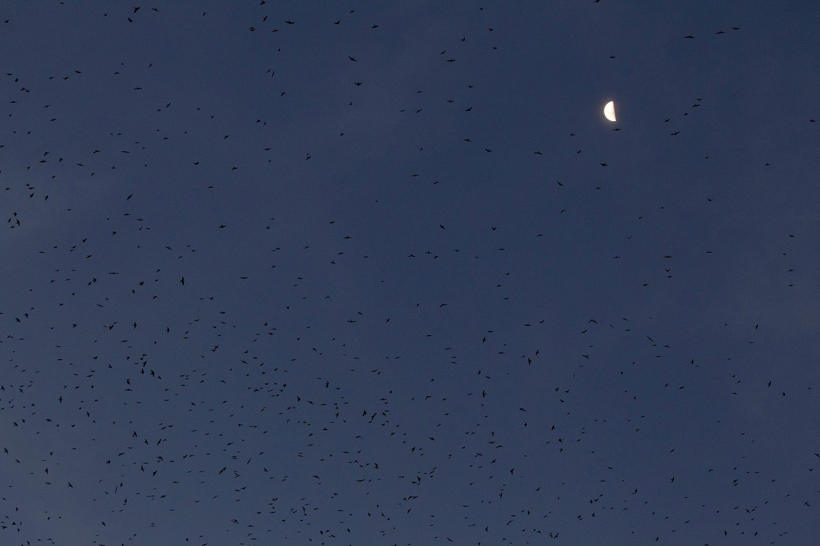Bandada de golondrinas en Durban (Suráfrica)