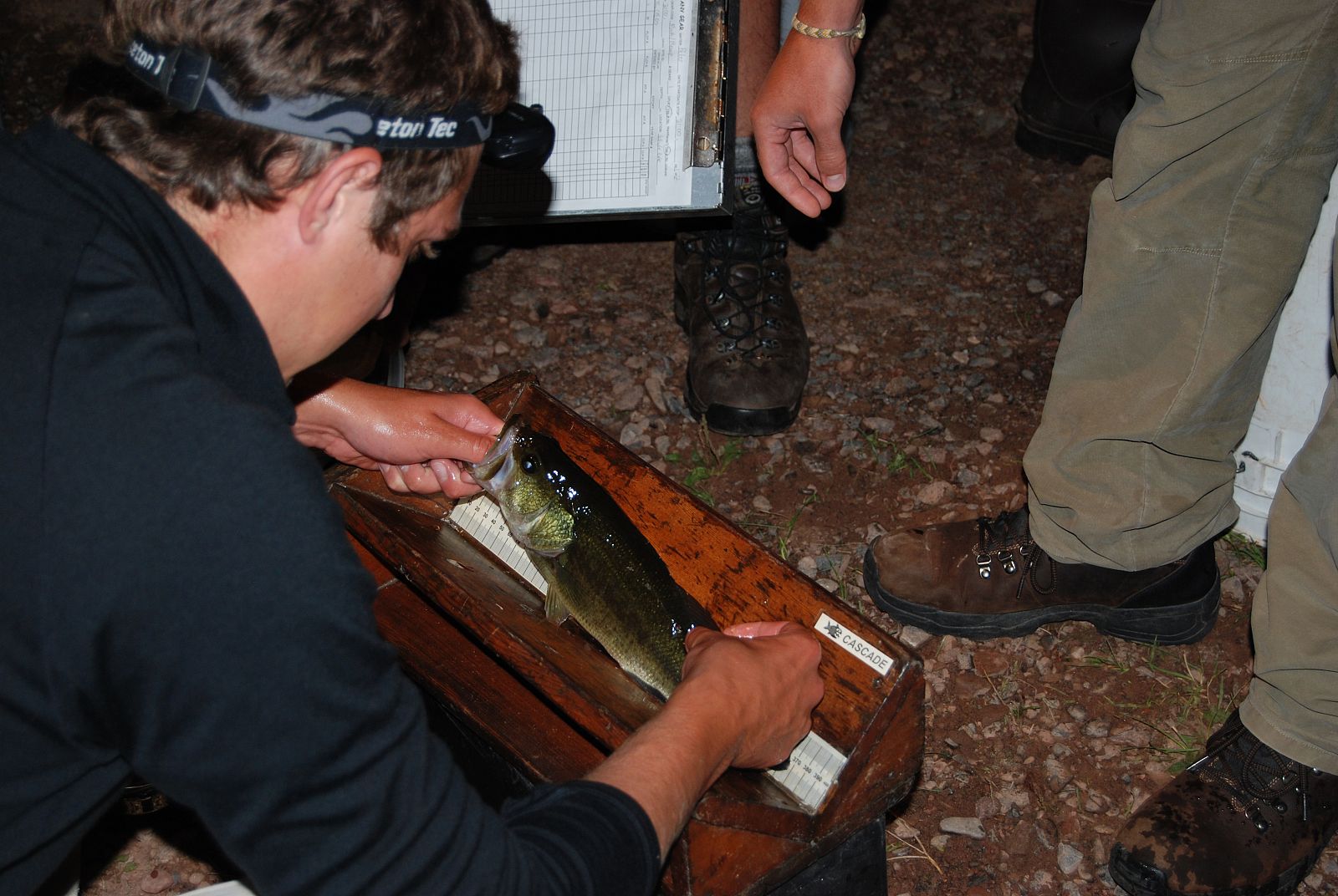 En solo tres años, estos peces conocidos como lubina negra, se apoderaron del lago