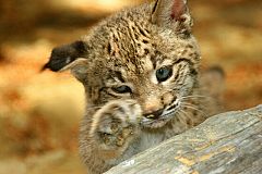 Récord de cachorros de lince en cautividad