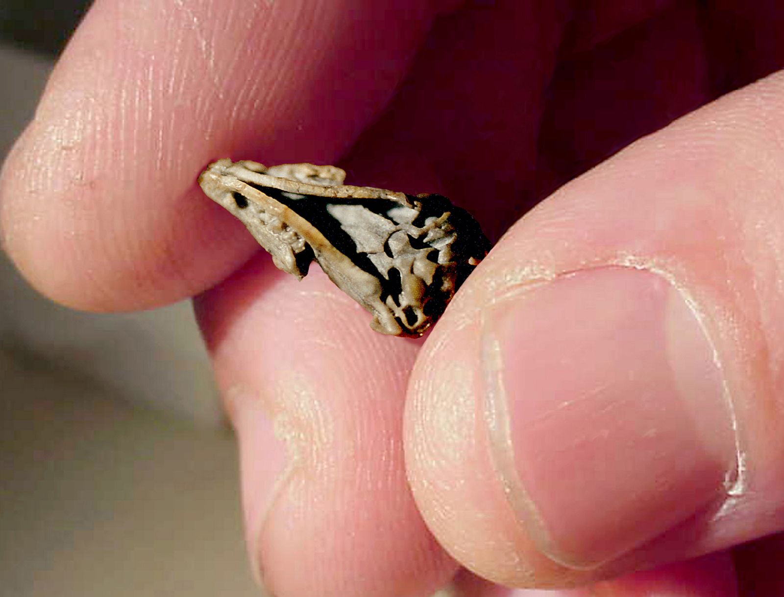 El diminuto cráneo del 'Hadrocodium' ha desvelado que tenía un agudo sentido del olfato