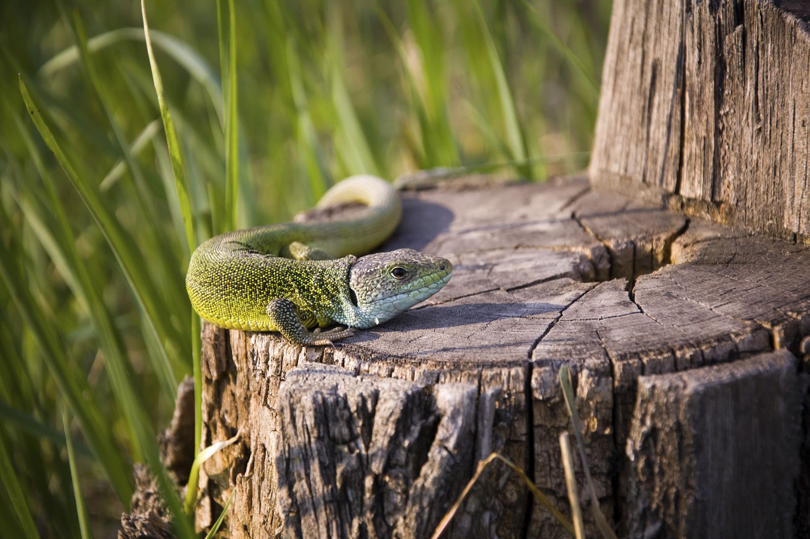 Los bosques contienen más de dos tercios de las especies terrestres del mundo