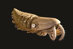 Extrañas y feroces 'gambas' gigantes habitaron los mares hace 488 millones de años