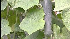 El pepino, la estrella en el reparto de 40.000 kilos de frutas y verduras de los agricultores en Madrid