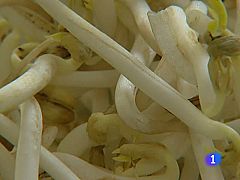 ¿Qué son los brotes germinados?
