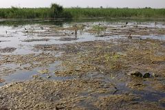 Las aguas residuales agravan los problemas de contaminación de las Tablas de Daimiel