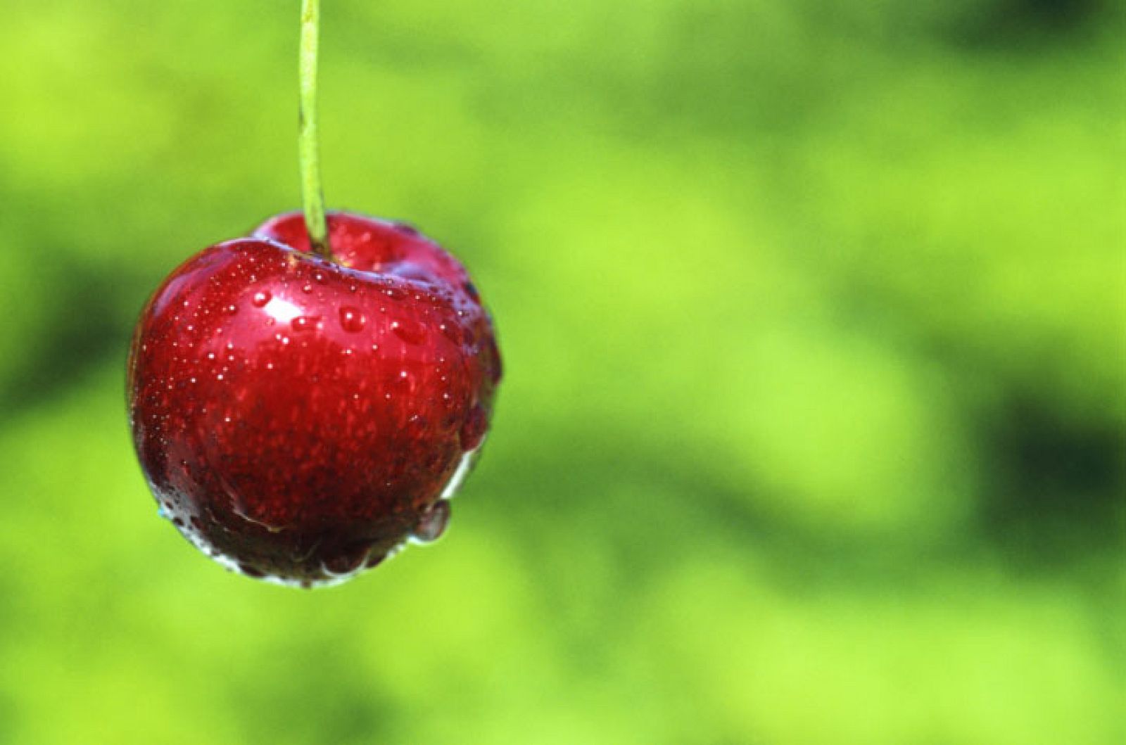 La picota del Jerte, protagonista de cuento