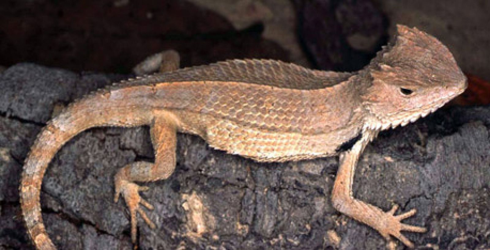La lagartija Stenocercus quinarius