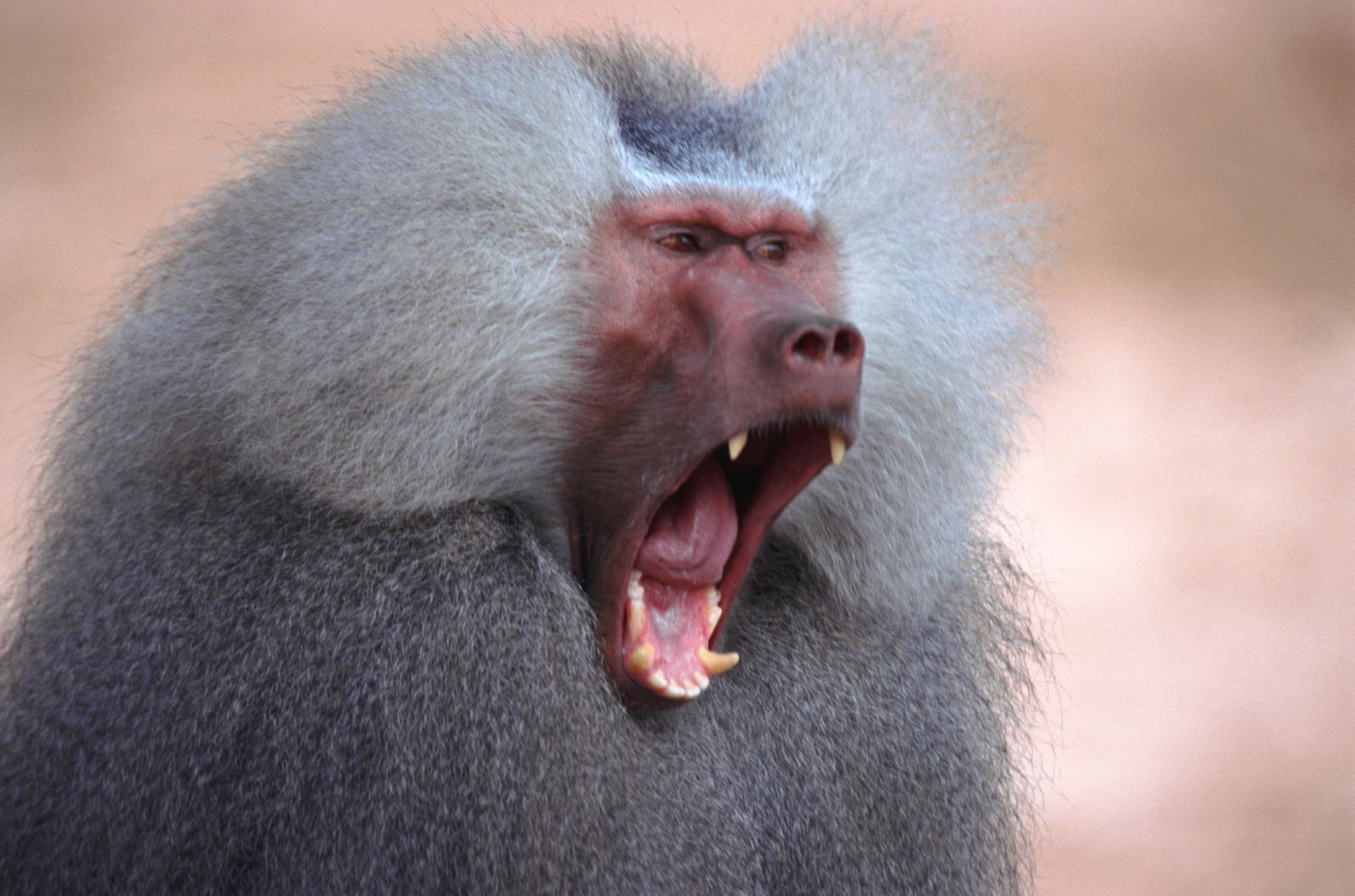 Los niveles de estrés de los machos alfa son muy superiores a los de sus congéneres