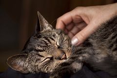 ¿Por qué ronronean los gatos?
