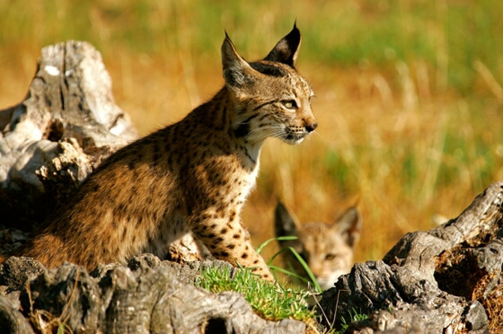 Hallan dos linces ibéricos muertos en Sevilla