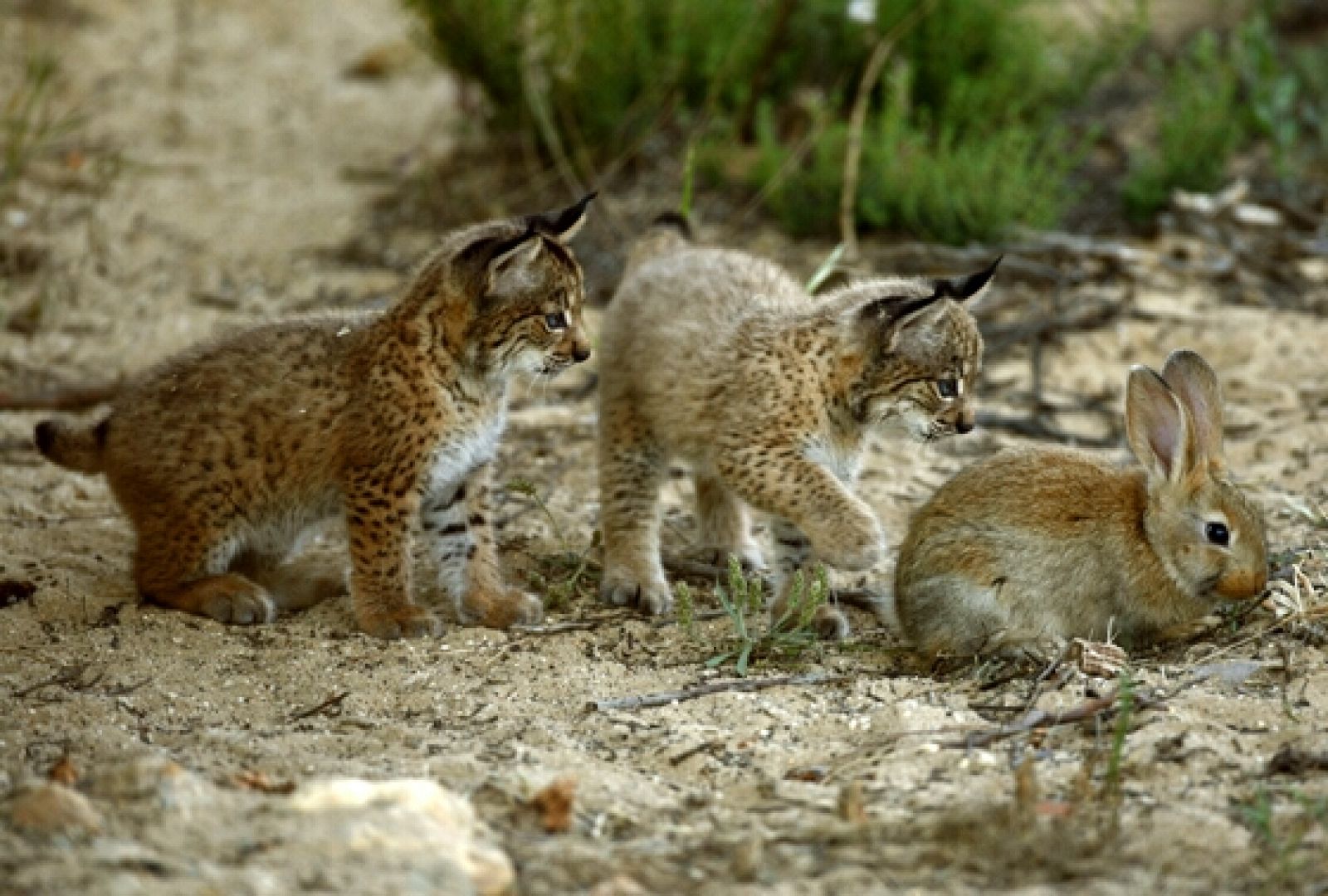 Dos cachorros de lince ibérico, el felino más amenazado del mundo, observan un conejo