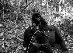 La vida secreta de los mamíferos sale a la luz gracias a un ejército de cámaras ocultas