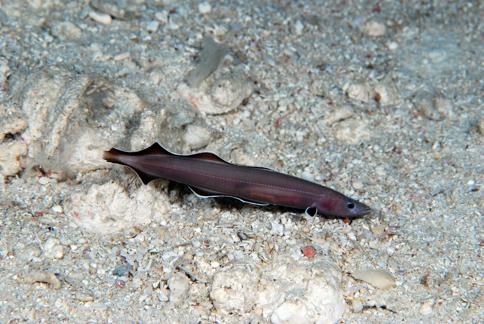 Descubren una especie de anguila que apenas ha evolucionado en 200 millones de años