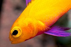 El cálculo más preciso de la historia cifra las especies que viven en la Tierra en 8,7 millones