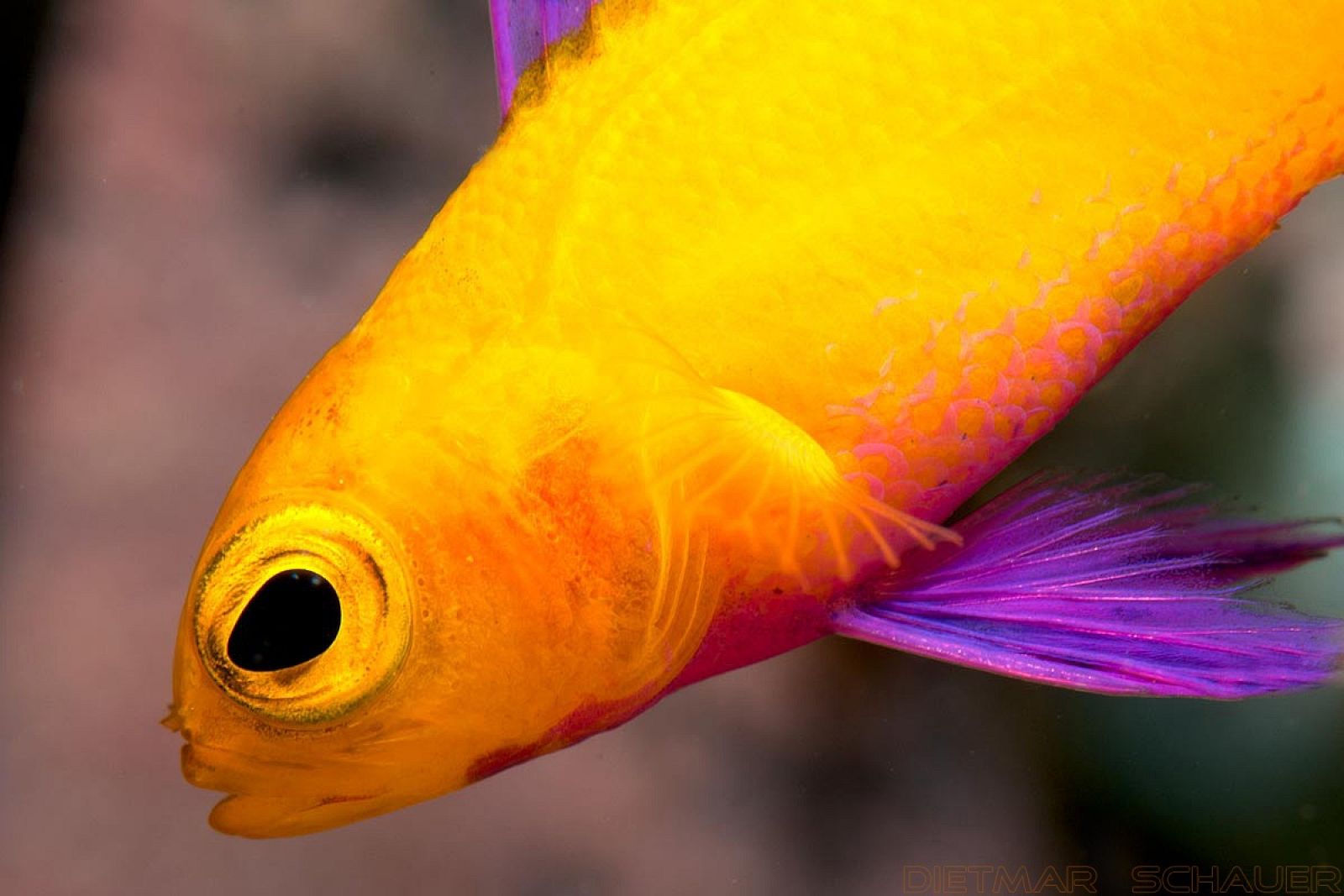 photo-by-arie-dejong-at-infodejongmarinelifenl-gramma-dejongi