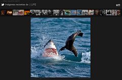 Twitter lanza el álbum de fotos de los usuarios