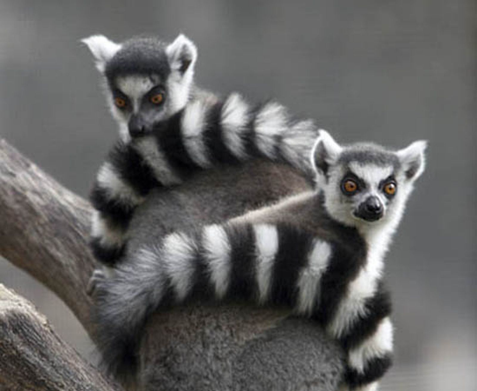lemurcola3