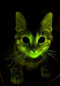 Gatos modificados genéticamente que brillan en la oscuridad y son inmunes al sida