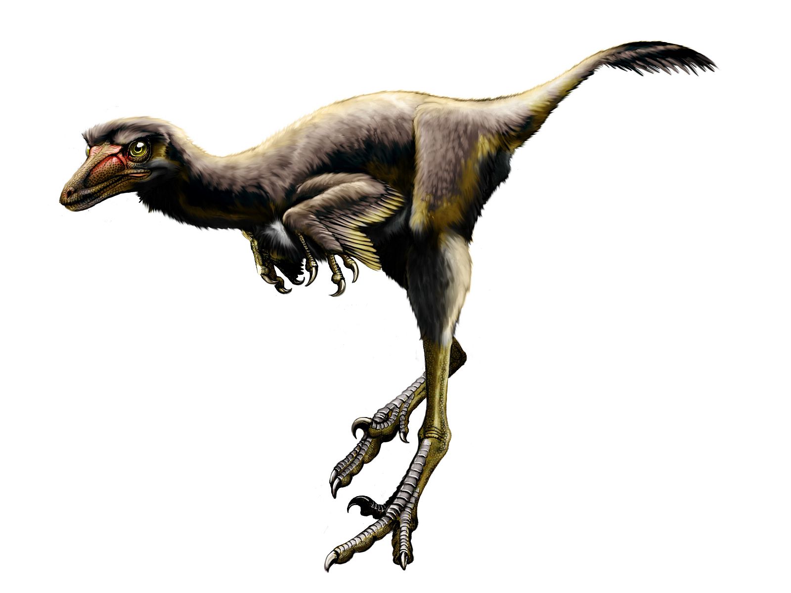 Una nueva especie de dinosaurio raptor americano