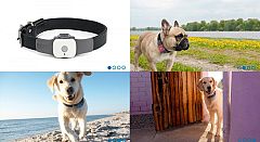 Desarrollan un sistema inalámbrico para localizar a las mascotas mediante GPS