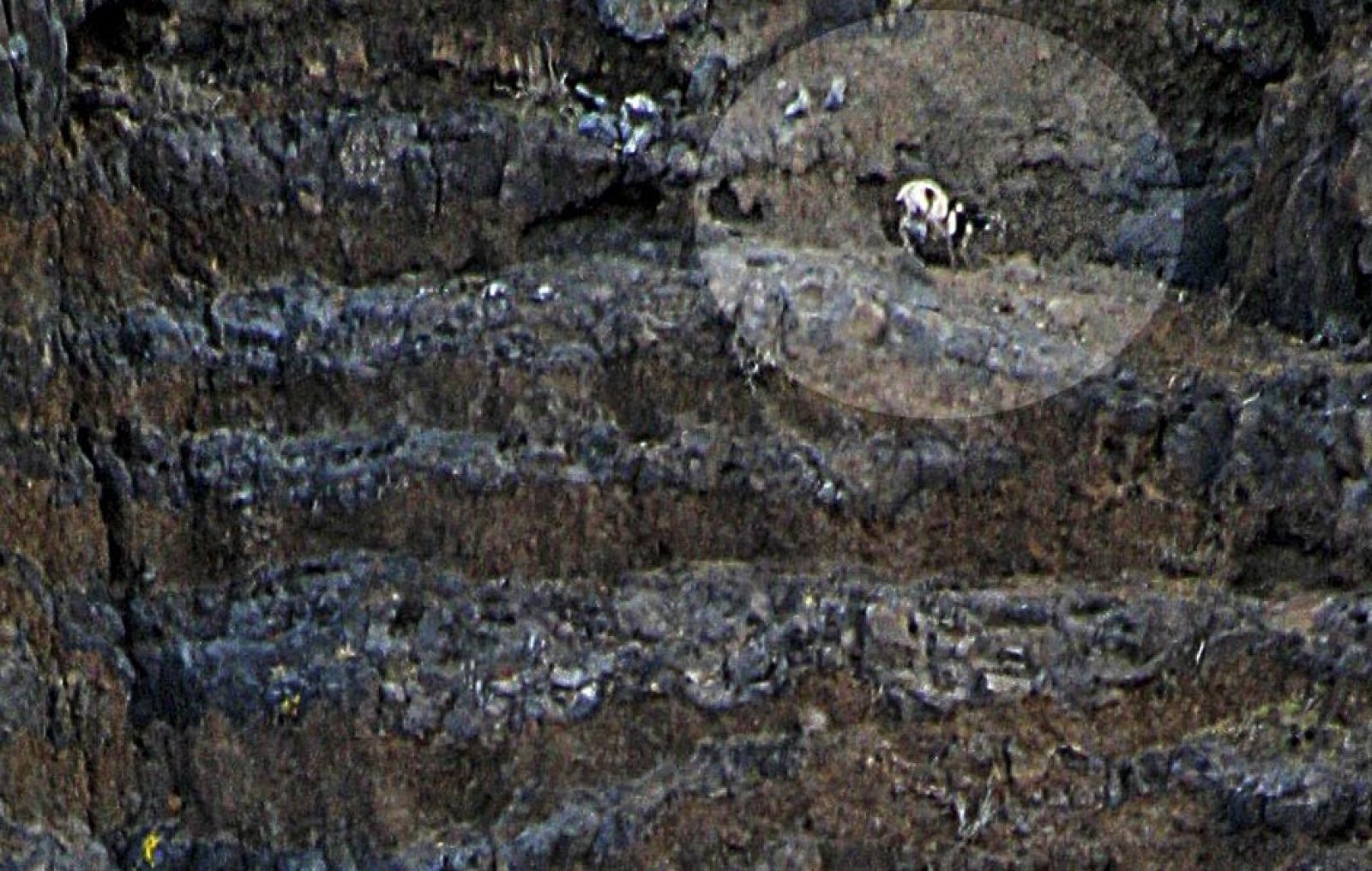 La cabra de La Gomera