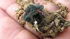 Descubren una planta que se 'arrodilla' para esparcir sus semillas