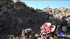 El Hierro, esperando al volcán