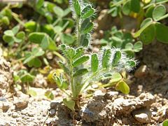 Describen una rara flor que solo vive en Murcia y que llevaba desaparecida un siglo