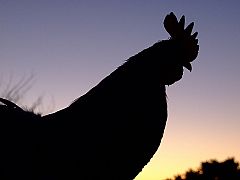 El canto de los gallos, un indicador para las hembras y una amenaza para los machos