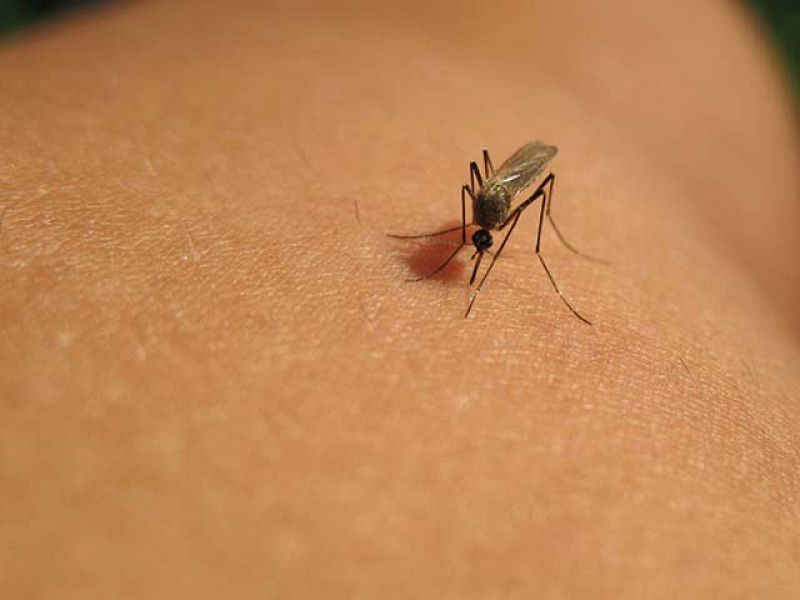 5 Datos Para Entender La Primera Vacuna Contra La Malaria