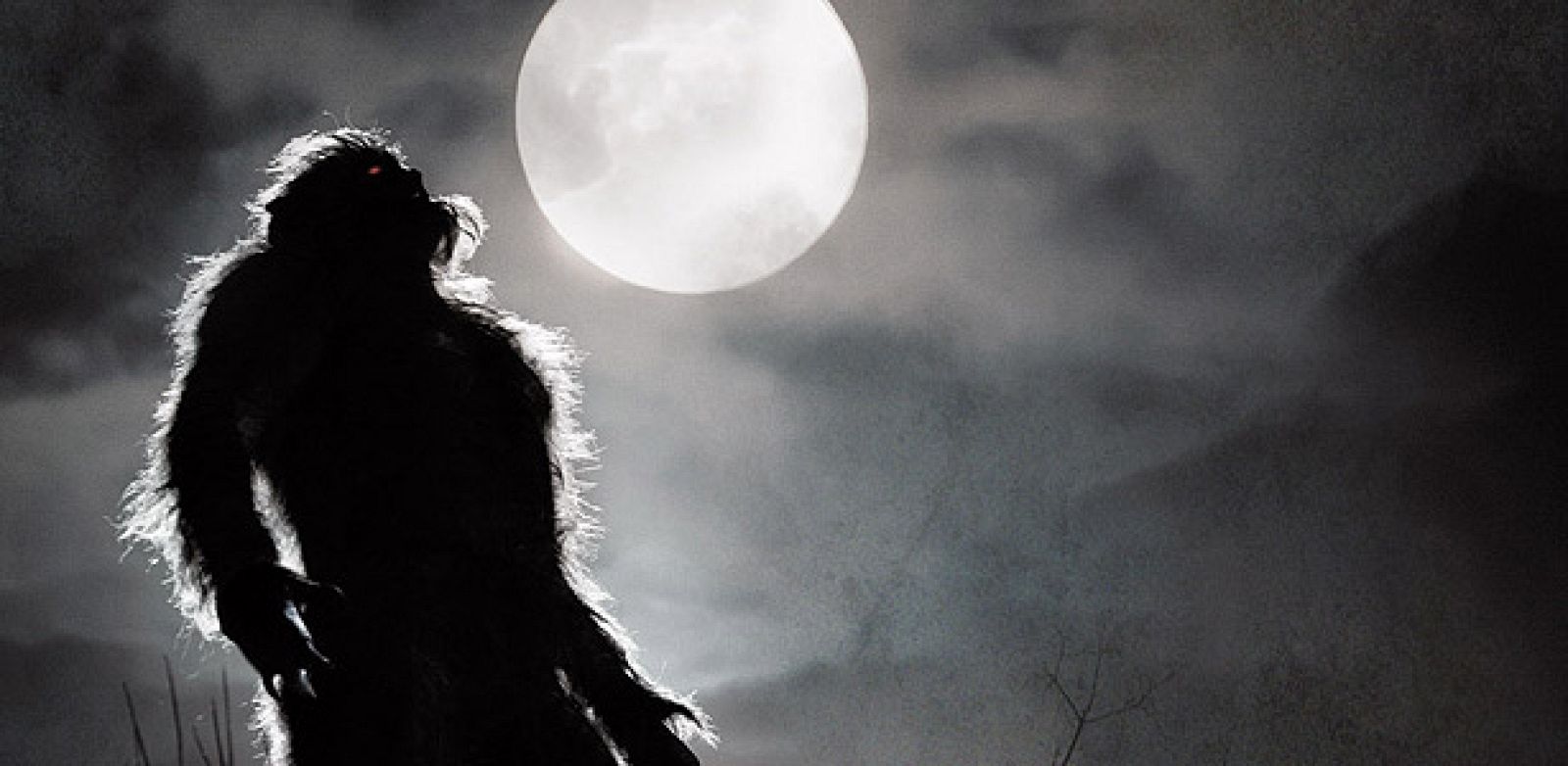 Un lobo de Arga aulla a la luz de la luna