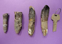Dientes de dinosaurio revelan que migraban cientos de kilómetros en busca de comida