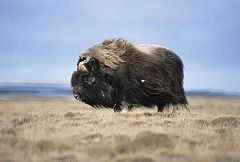 Los humanos contribuyeron a la extinción de los grandes mamíferos prehistóricos