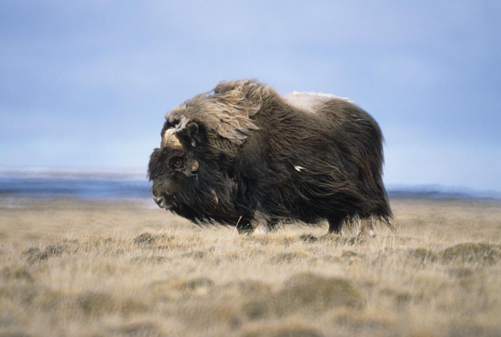 muskox