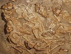 Descubren un nido repleto de fósiles de dinosaurios recién nacidos
