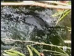 El genoma del ornitorrinco confirma que es ave, reptil y mamífero