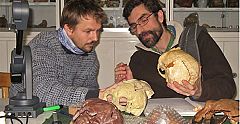 El olfalto del 'Homo sapiens' era superior al de sus antepasados