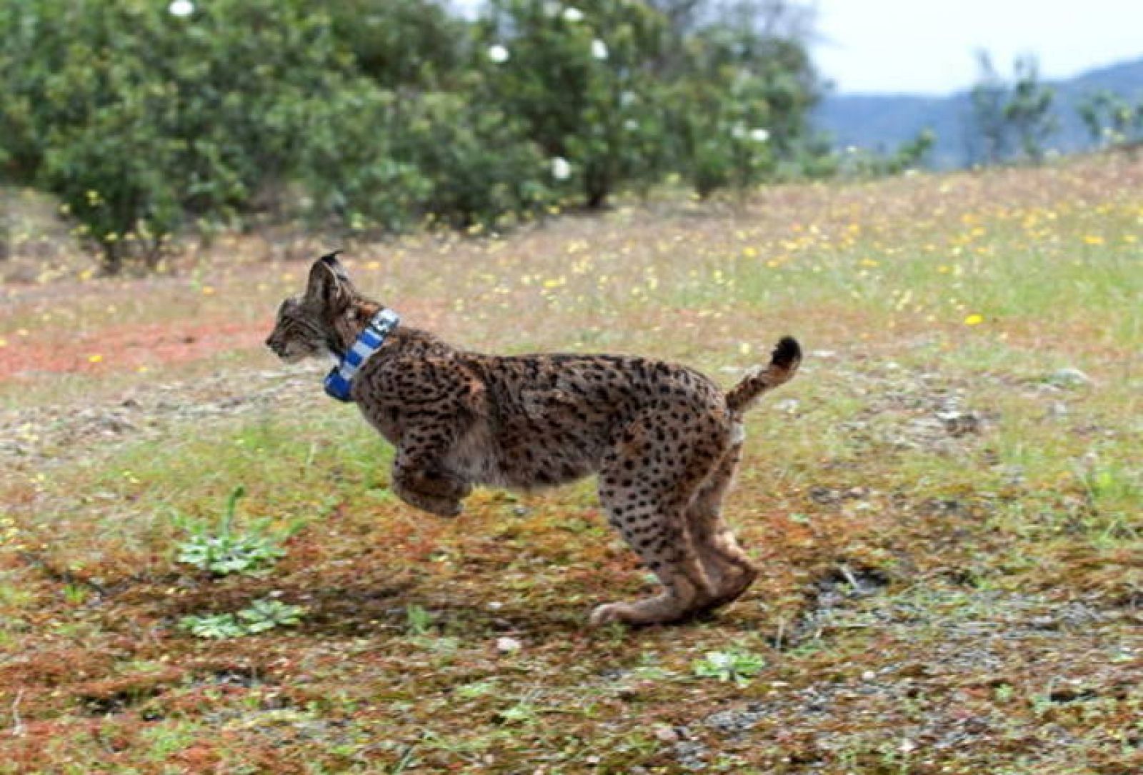 LA JUNTA CONSIDERA UN "EXITO" LA REINTRODUCCIÓN DE LINCES EN CÓRDOBA