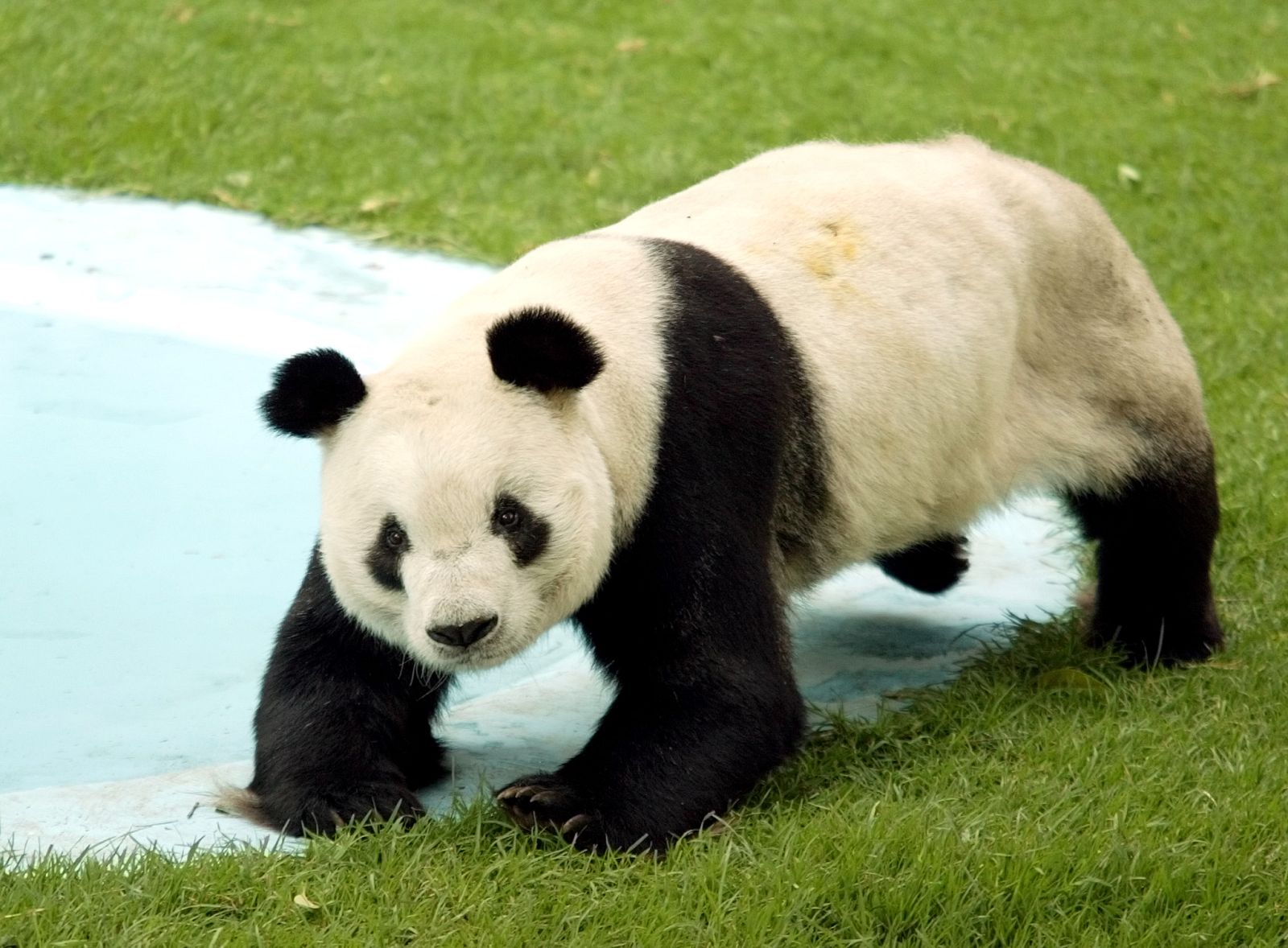 De China, los japoneses no quieren ni pandas
