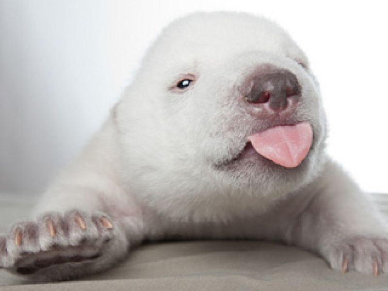Siku, el oso polar que enternece al mundo