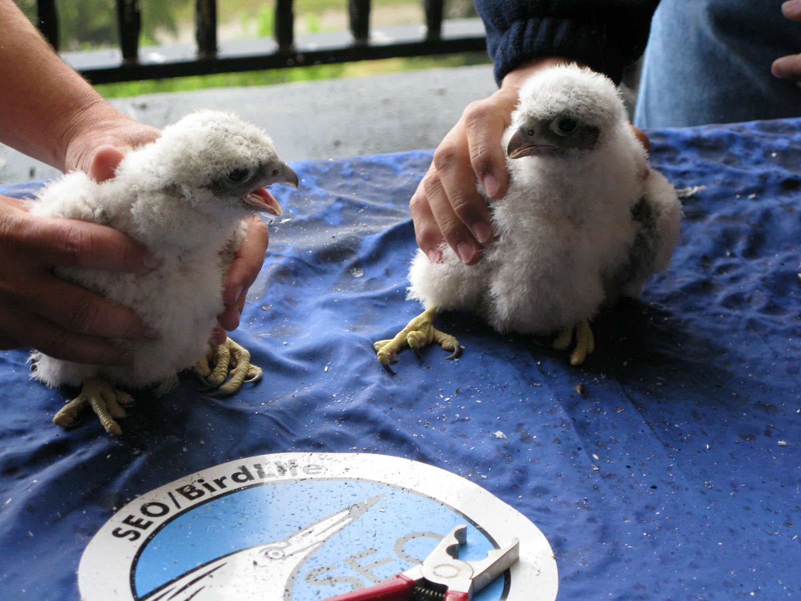Los halcones del Museo de América