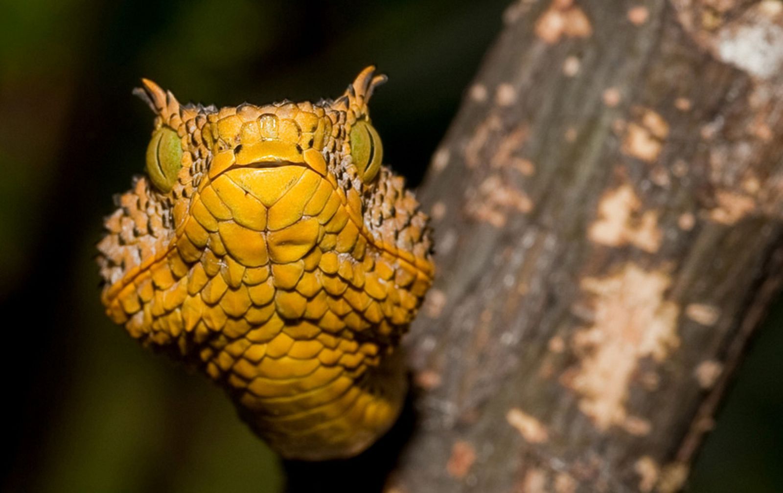 tanzania-wildlife-sn-872732-01-07-20120109-165023