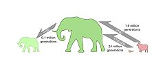¿De ratón a elefante? Solo hay que esperar 24 millones de generaciones