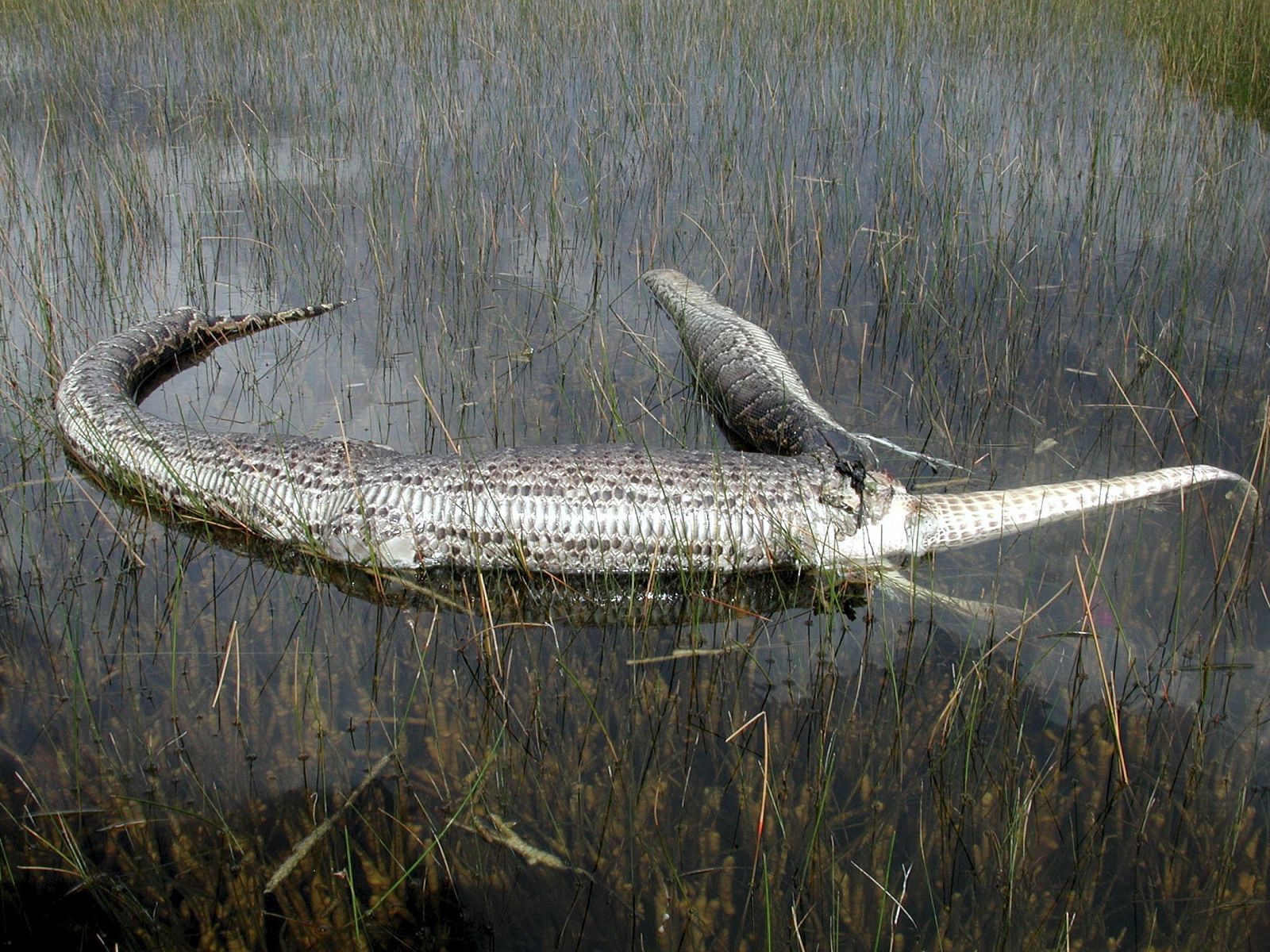 Handout photo shows Burmese python feeding on American Alligator in Everglades National Park