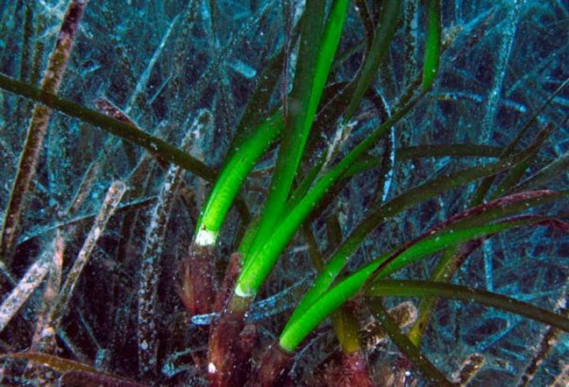 La Posidonia oceánica es la especie más longeva de la biosfera