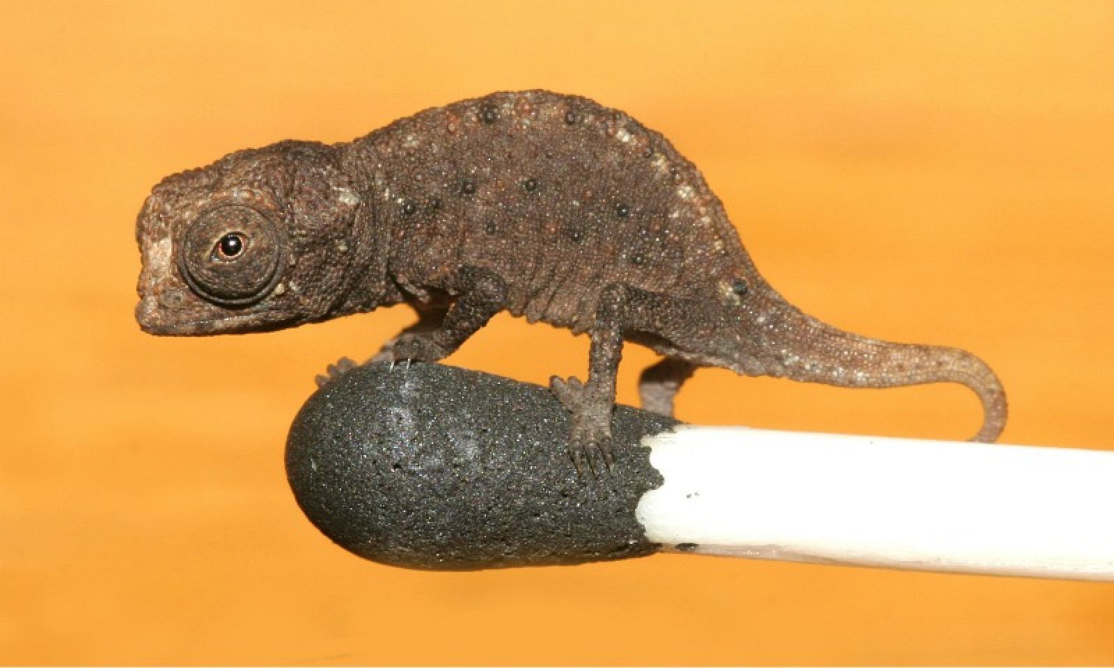 tiny-chameleon-match-head-120214-02